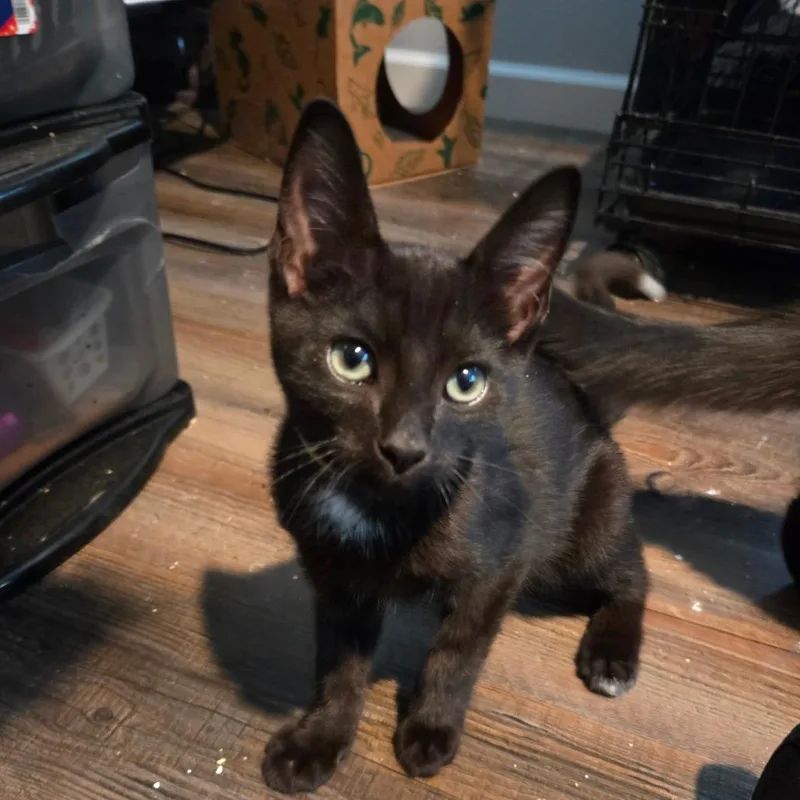 A baby small-sized male Domestic Short Hair cat named Little Duke for adoption in Priest River, ID