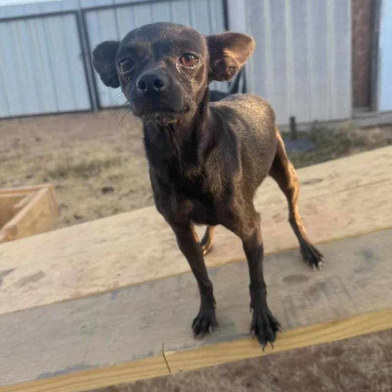 An adult small-sized female Chihuahua dog named Pepa for adoption in Loves Park, IL