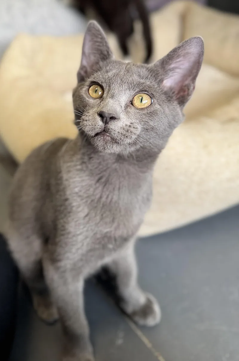 A young medium-sized male Gray / Blue / Silver Domestic Short Hair cat named Tic for adoption in Eagle, CO
