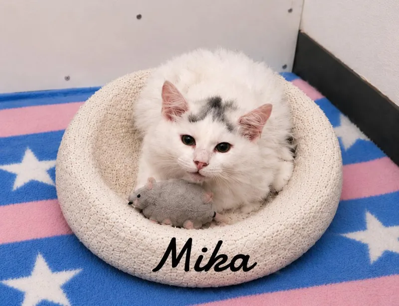 A baby medium-sized female Domestic Long Hair cat named Mika for adoption in Naugatuck, CT