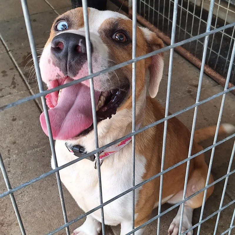 A young large-sized male Golden Boxer dog named Champ for adoption in Stanton, KY