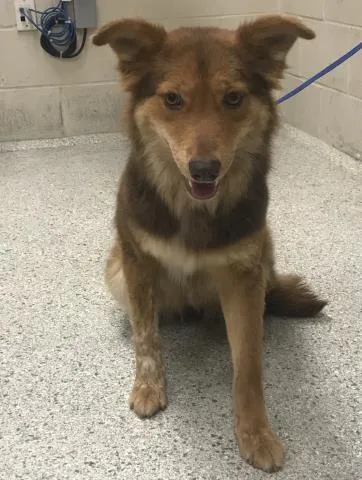 A young medium-sized female Australian Shepherd dog named Harper for adoption in Conroe, TX