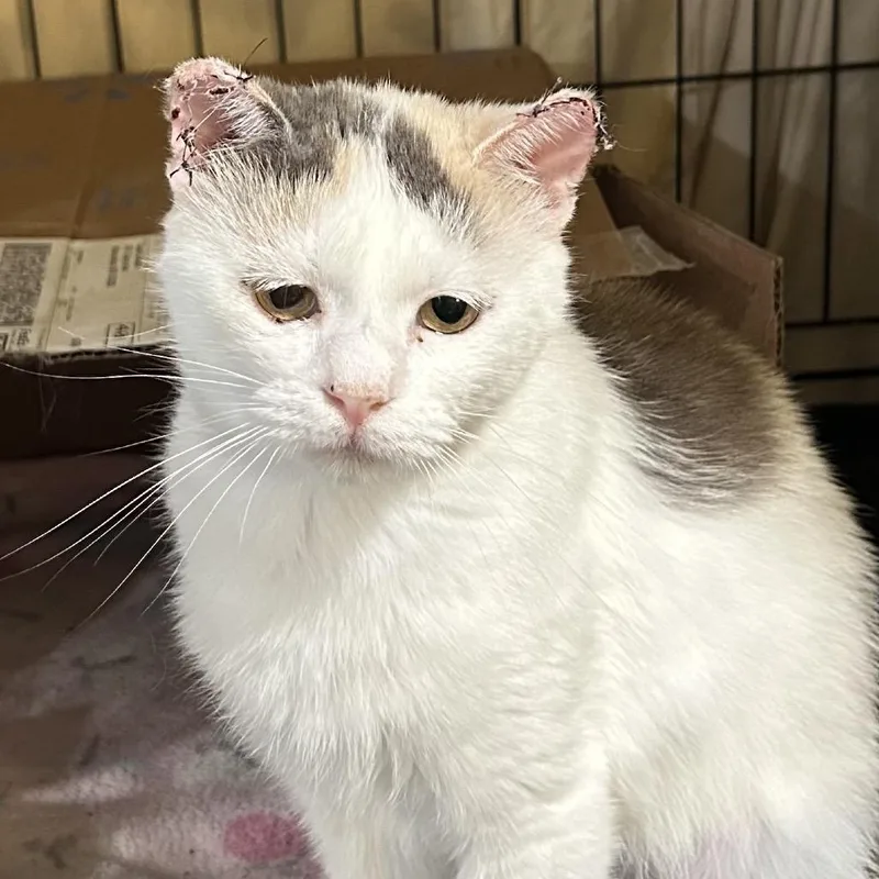 An adult medium-sized female White Domestic Short Hair cat named Buttercup RJ for adoption in Columbia, MO