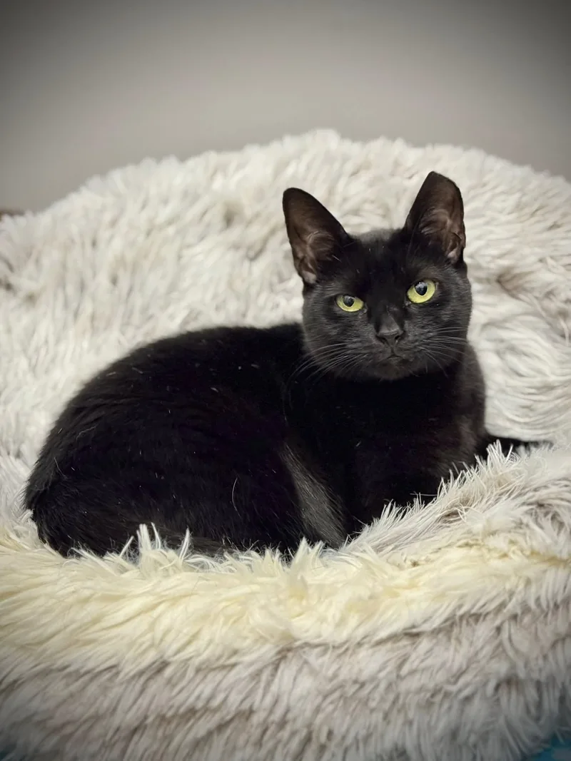 An adult medium-sized female Black Domestic Short Hair cat named Baby And Finn for adoption in Gonic, NH