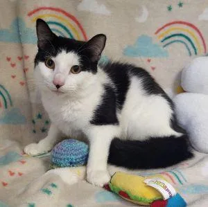 A young medium-sized male Domestic Short Hair cat named Wobbles for adoption in Bucyrus, OH