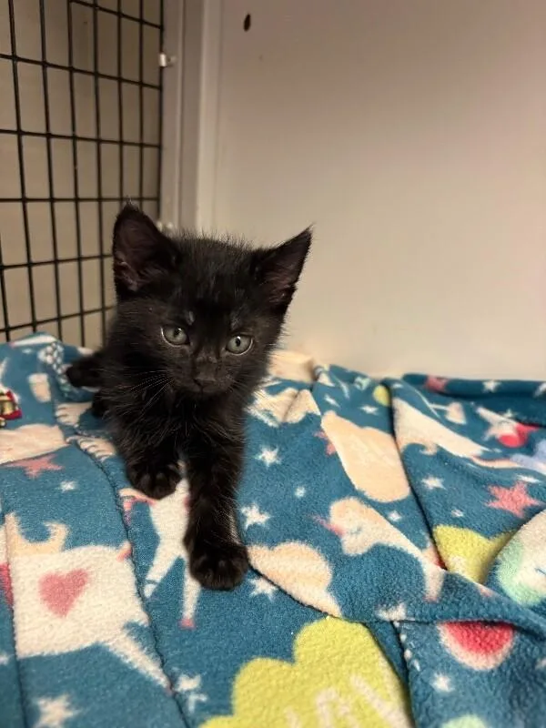A young medium-sized male Black Domestic Short Hair cat named Largo for adoption in Fort Collins, CO