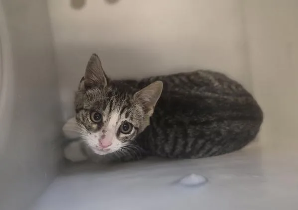 A baby medium-sized female Domestic Short Hair cat named Vogue for adoption in Staten Island, NY
