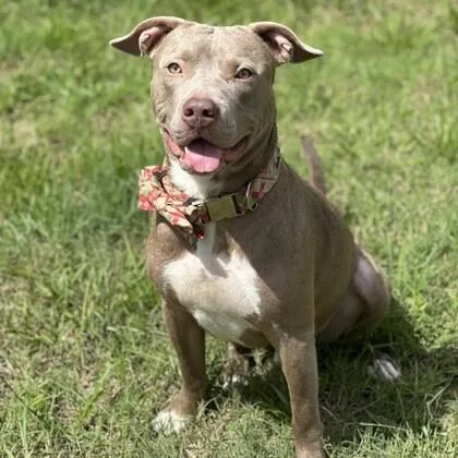 An adult medium-sized male American Staffordshire Terrier dog named Connor for adoption in Houston, TX
