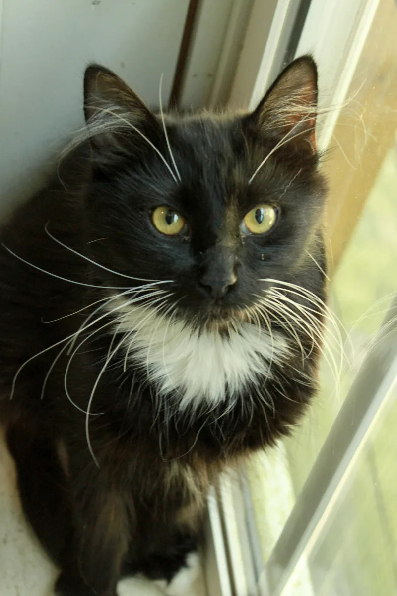 A young medium-sized male Black & White / Tuxedo Domestic Medium Hair cat named Trouble for adoption in Ona, WV