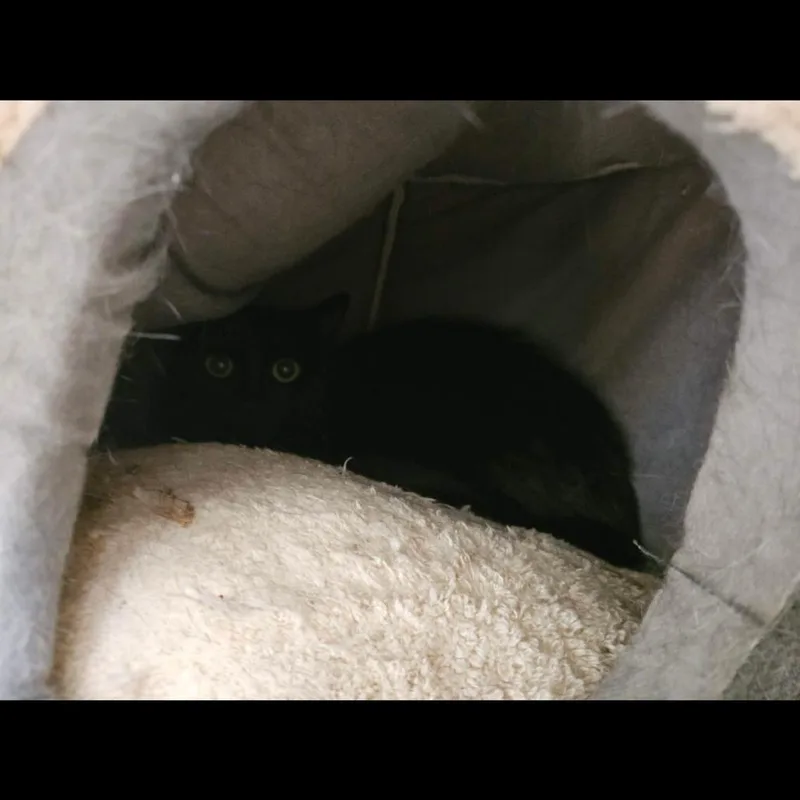 A young medium-sized female Black Domestic Short Hair cat named Clementine for adoption in Conway, NH