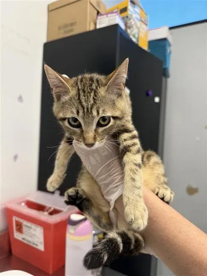A baby medium-sized female Domestic Short Hair cat named Hillary for adoption in West Chester, PA