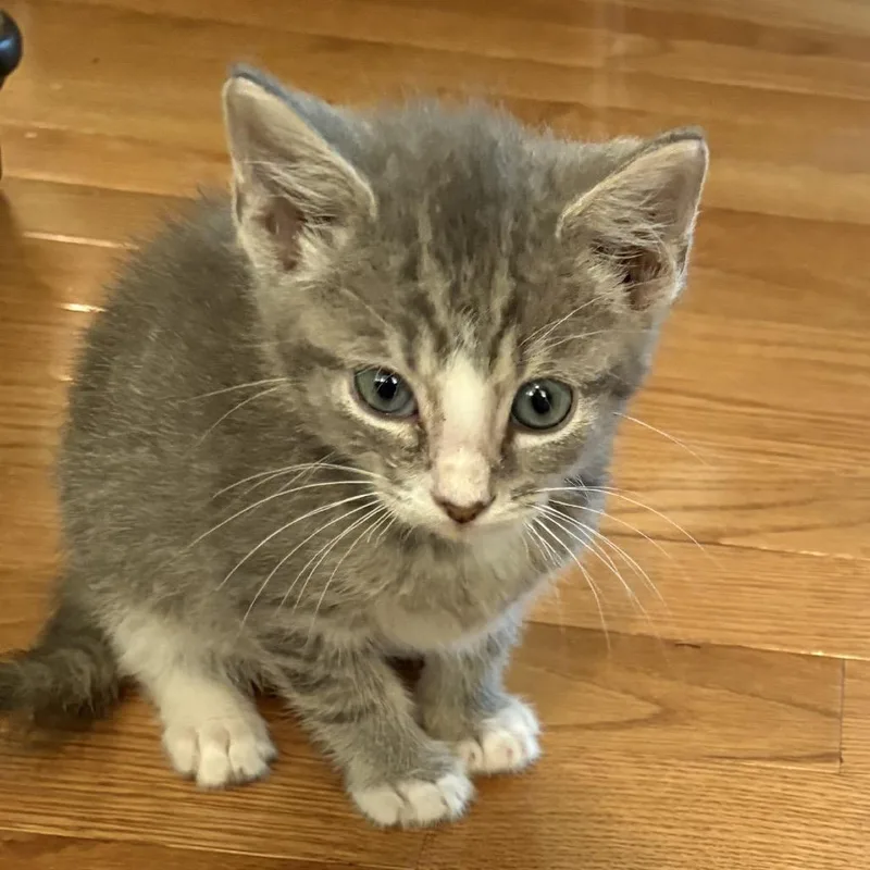 A baby small-sized male Gray / Blue / Silver Domestic Short Hair cat named Wheatberry for adoption in La Grange, KY