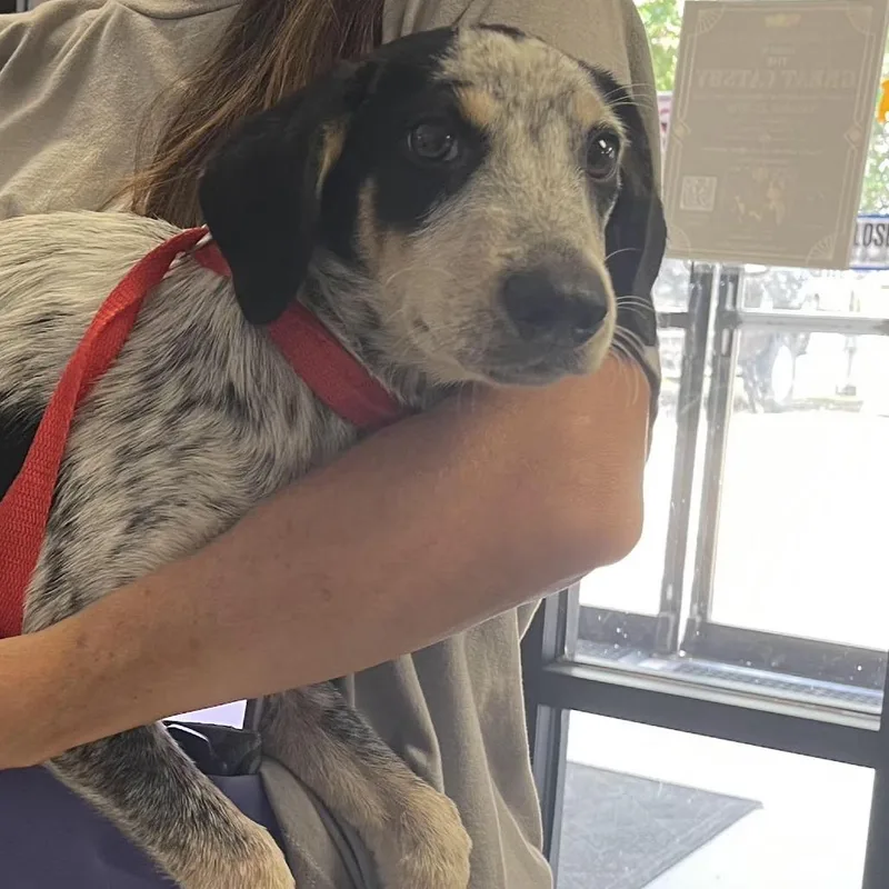 A young small-sized male Gray / Blue / Silver Australian Cattle Dog / Blue Heeler dog named Ice T for adoption in Lake Jackson, TX