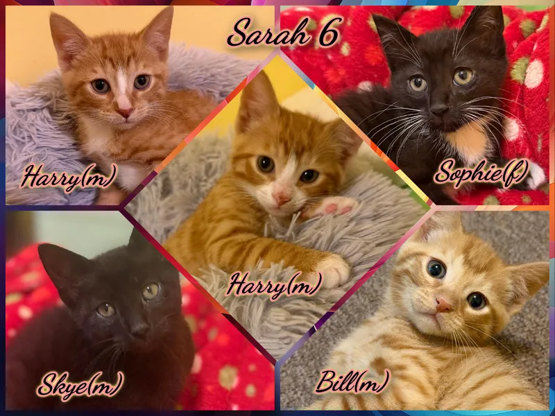 A baby medium-sized male Tabby (Orange / Red) Domestic Short Hair cat named Sarah for adoption in Corinth, NY
