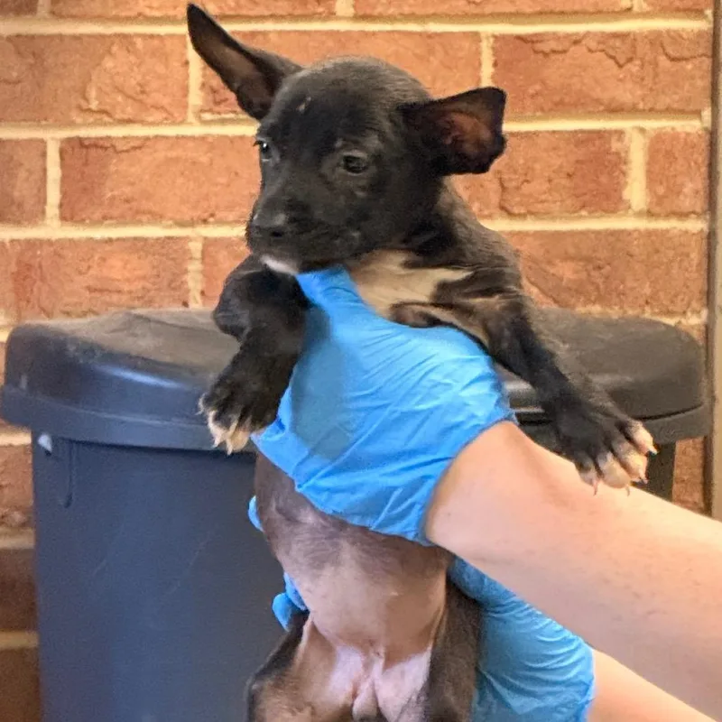 A baby small-sized female Black Terrier dog named Carol for adoption in Birmingham, AL