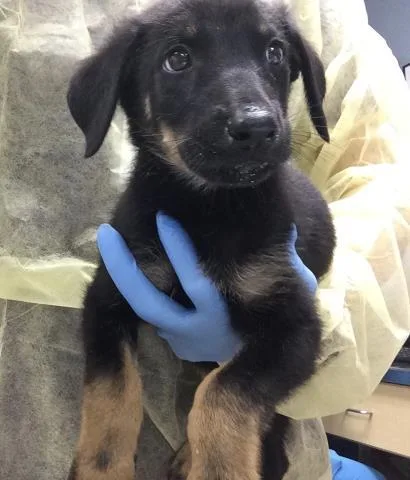 A baby small-sized male German Shepherd Dog dog named Skelly for adoption in Riverside, CA