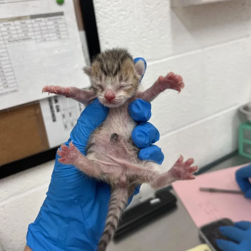 A baby small-sized female Orange / Red Domestic Short Hair cat named Brioche Bun for adoption in Leander, TX