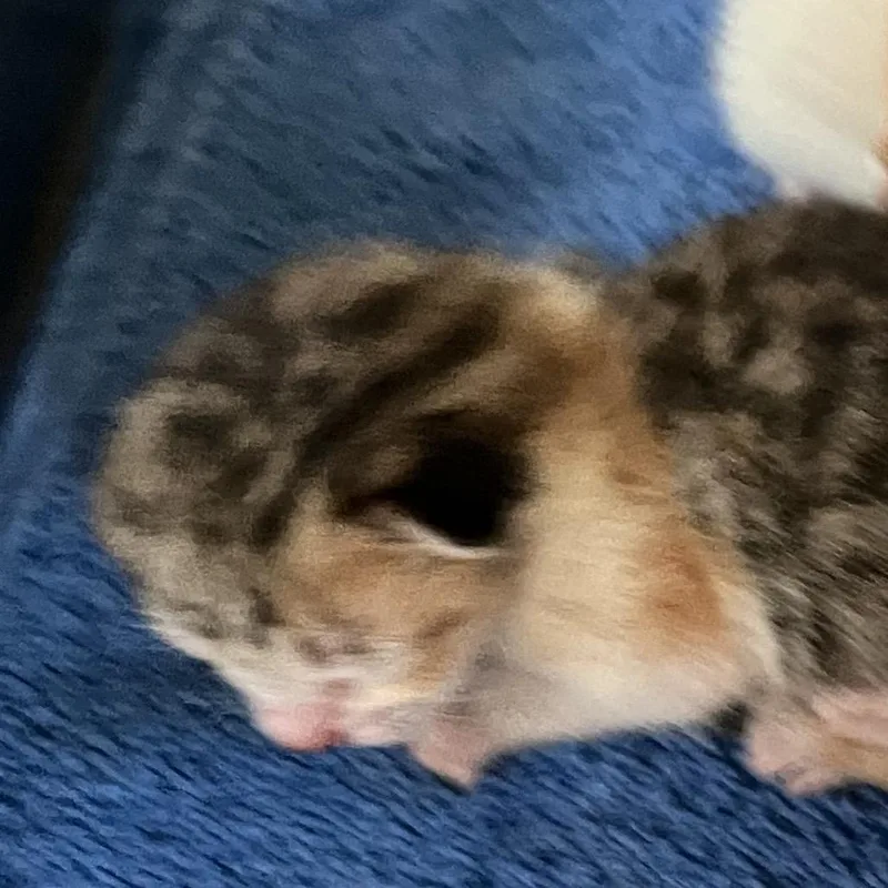 Brioche Bun thumbnail 3