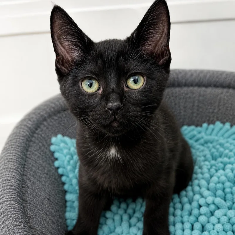 A baby medium-sized female Black Domestic Short Hair cat named Pinwheel for adoption in Pontiac, MI
