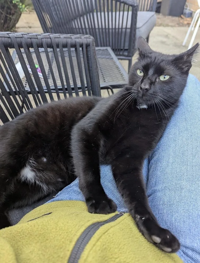 An adult large-sized male Black Domestic Short Hair cat named Zero for adoption in Ferndale, MI
