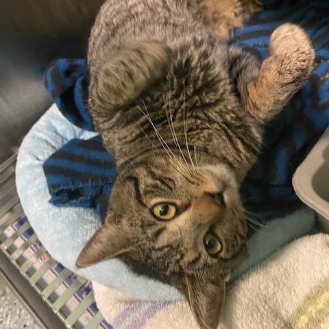 A young medium-sized male Black Domestic Short Hair cat named Castiel for adoption in Dayton, OH