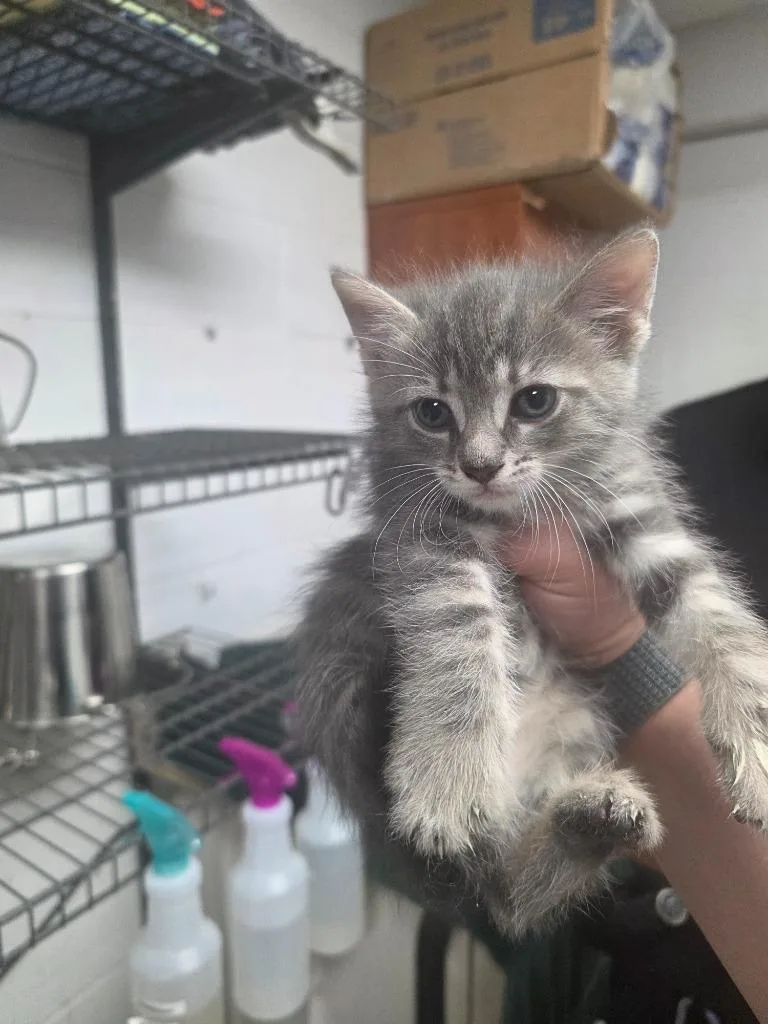 A baby medium-sized female Domestic Short Hair cat named Lottie for adoption in Troy, OH