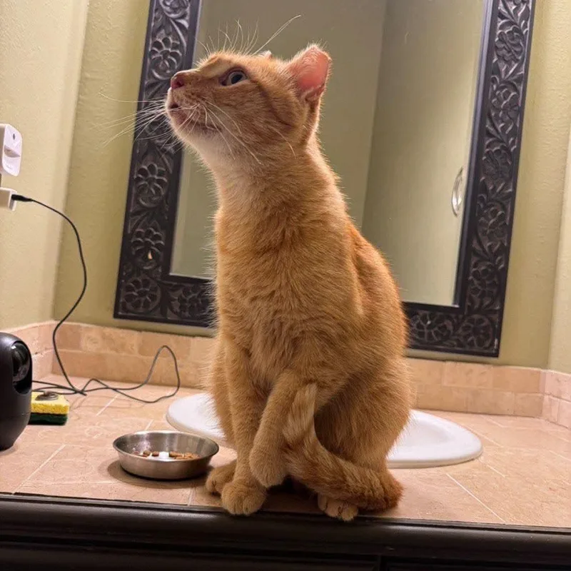 An adult medium-sized female Orange & White Domestic Short Hair cat named Baby for adoption in Baytown, TX