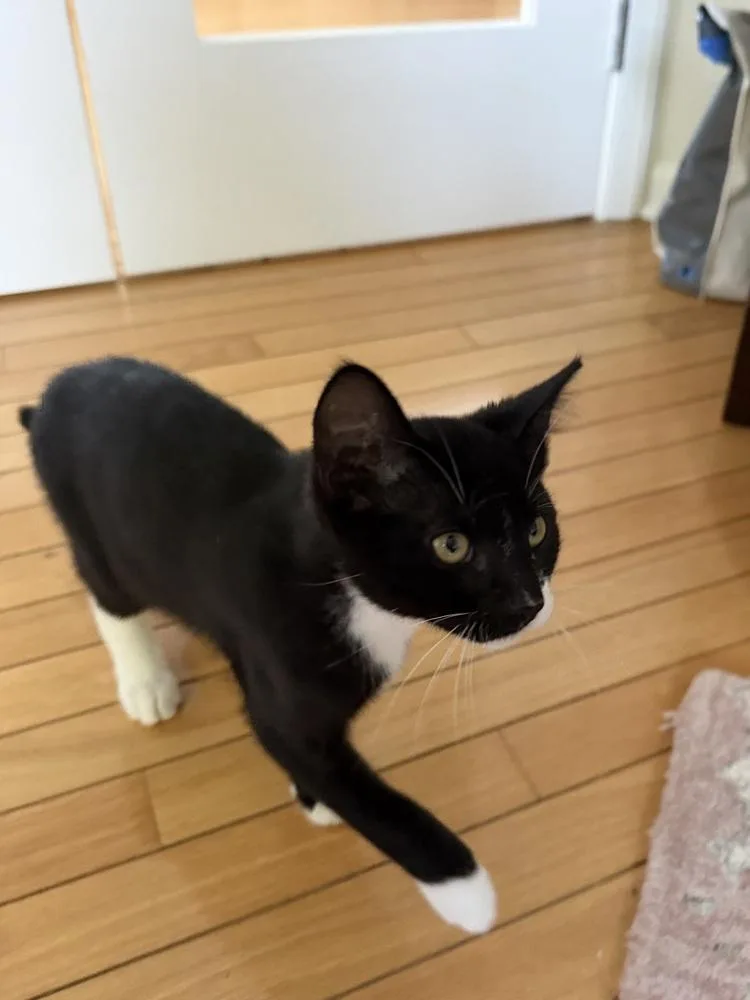 A young medium-sized female Black & White / Tuxedo Domestic Short Hair cat named Cutie Pie for adoption in North Brunswick, NJ