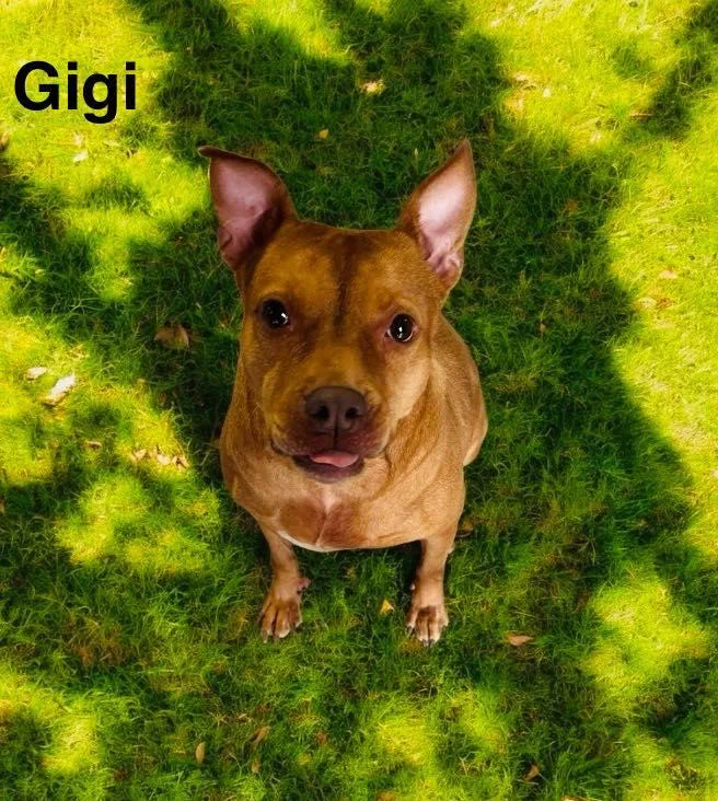 Gigi