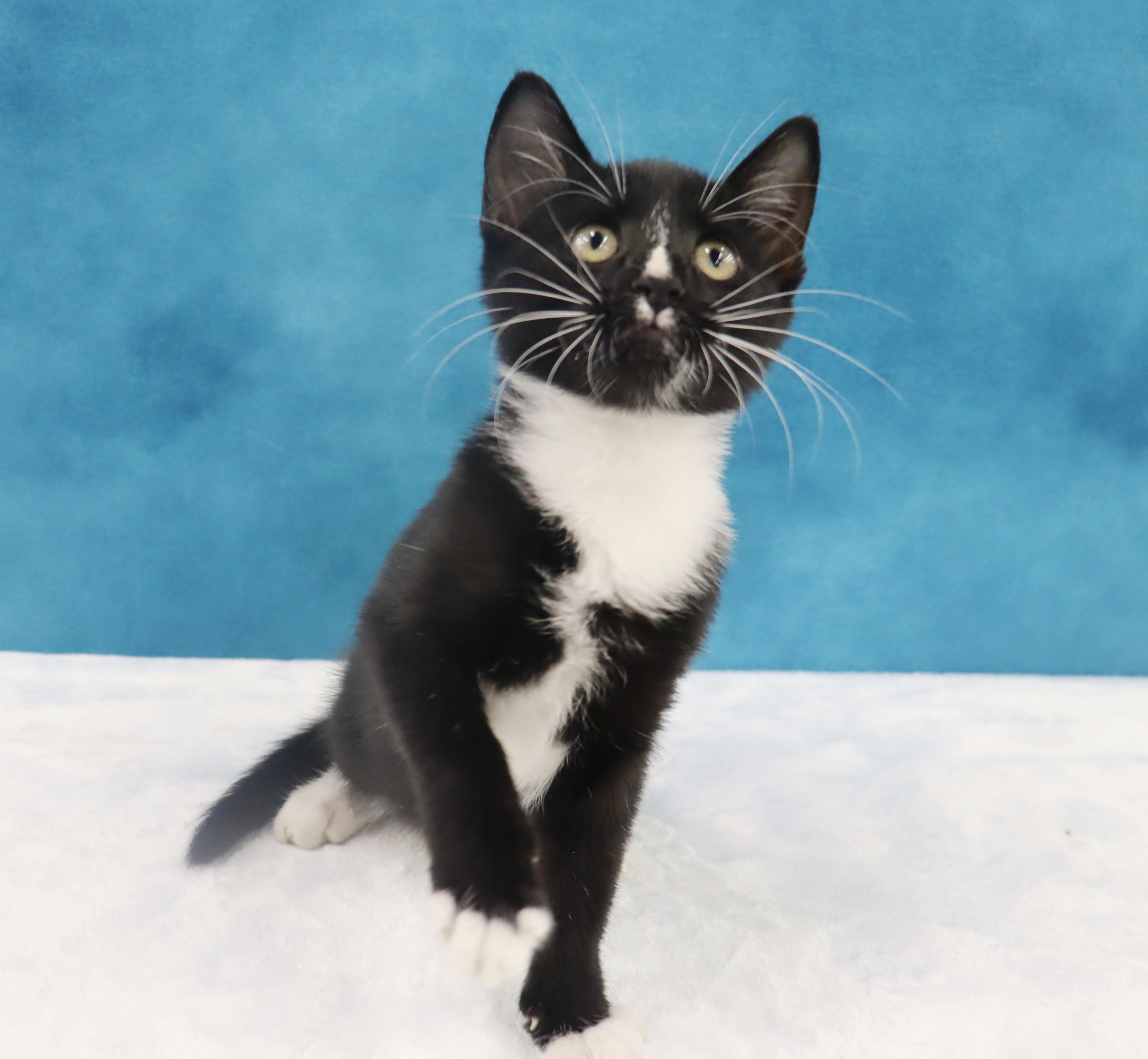 A baby medium-sized male Domestic Short Hair cat named Itty Bitty Coming for adoption in League City, TX