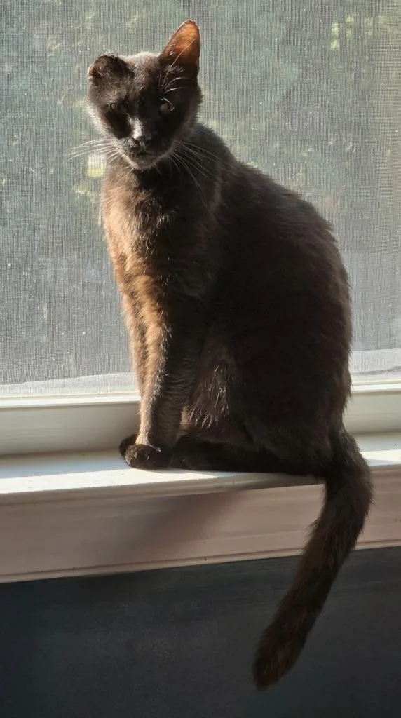 A young medium-sized male Domestic Short Hair cat named Sunflower for adoption in Evans, GA