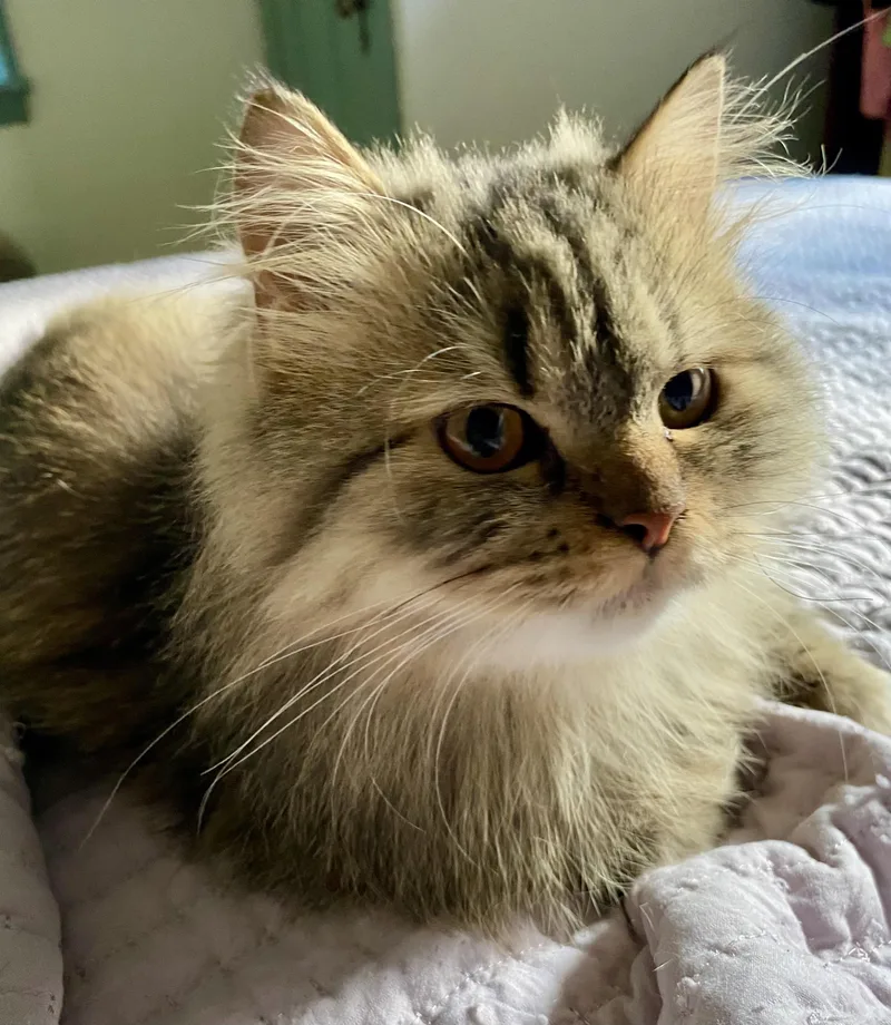 Caspian