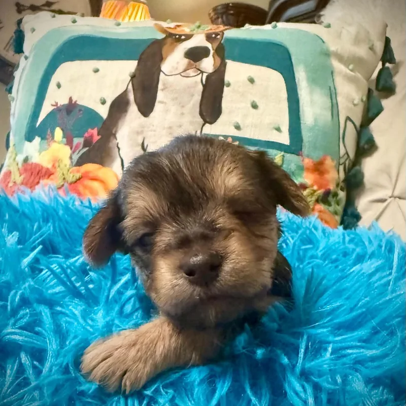 A young small-sized male Terrier dog named Benson for adoption in Fort Worth, TX