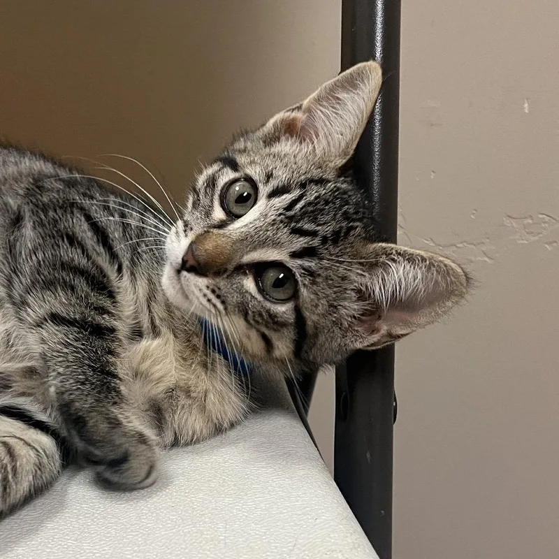 A baby small-sized male Black Domestic Short Hair cat named Garlic Parm for adoption in Santa Barbara, CA