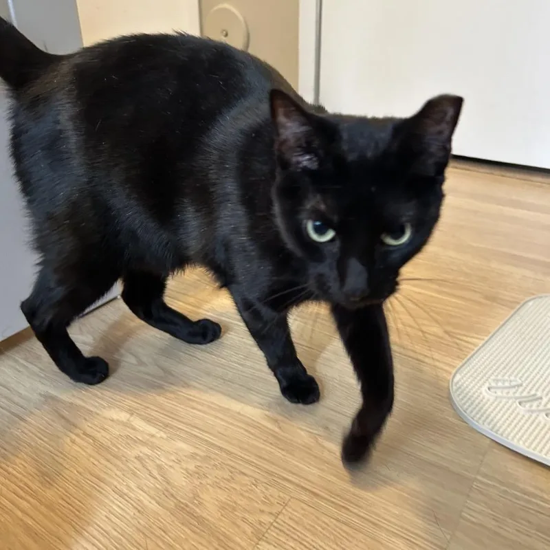 An adult large-sized female Black Domestic Short Hair cat named Anita for adoption in Hamburg, NY