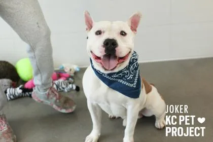 An adult large-sized male White / Cream Pit Bull Terrier dog named Joker for adoption in Kansas City, MO