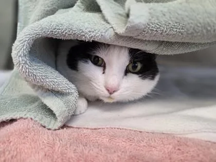 An adult large-sized female Domestic Short Hair cat named Precious for adoption in Westland, MI