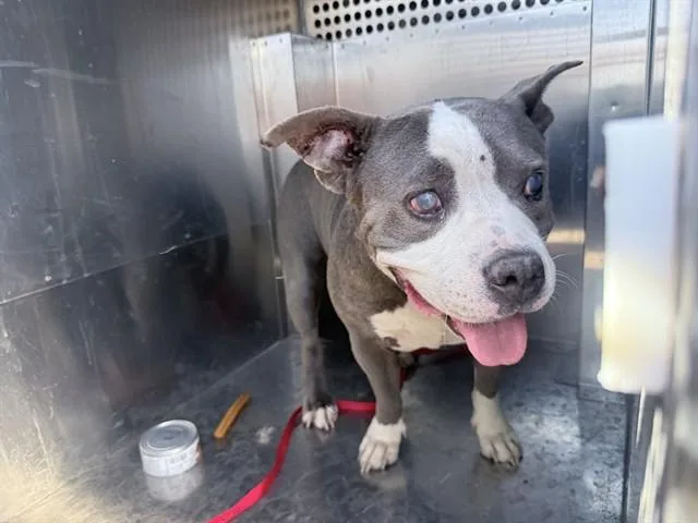 An adult large-sized female Pit Bull Terrier dog named Gertie for adoption in Phoenix, AZ