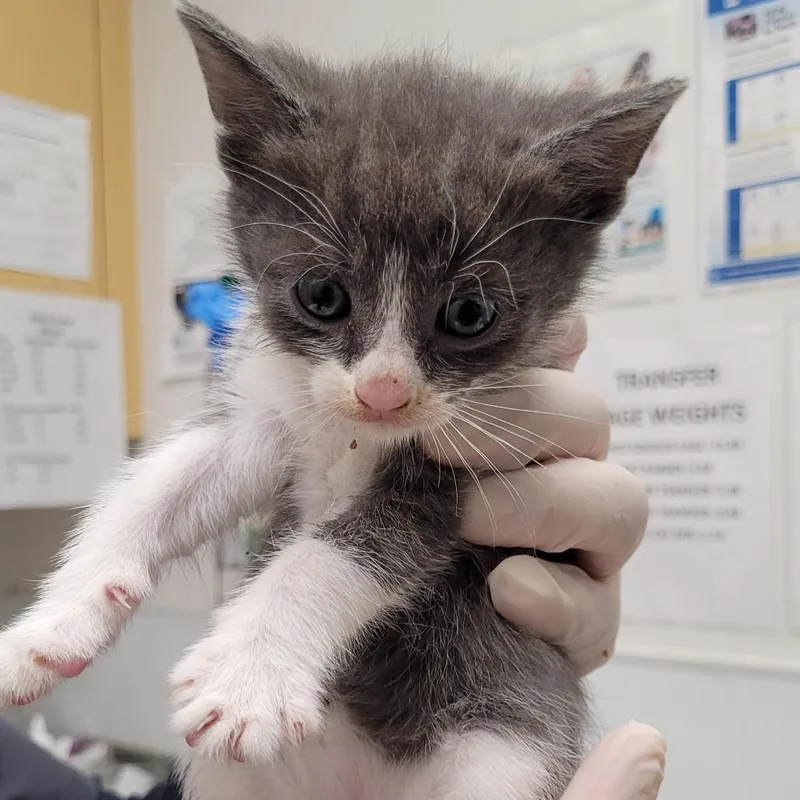 A baby small-sized male Gray / Blue / Silver Domestic Short Hair cat named Humphrey for adoption in Los Angeles, CA