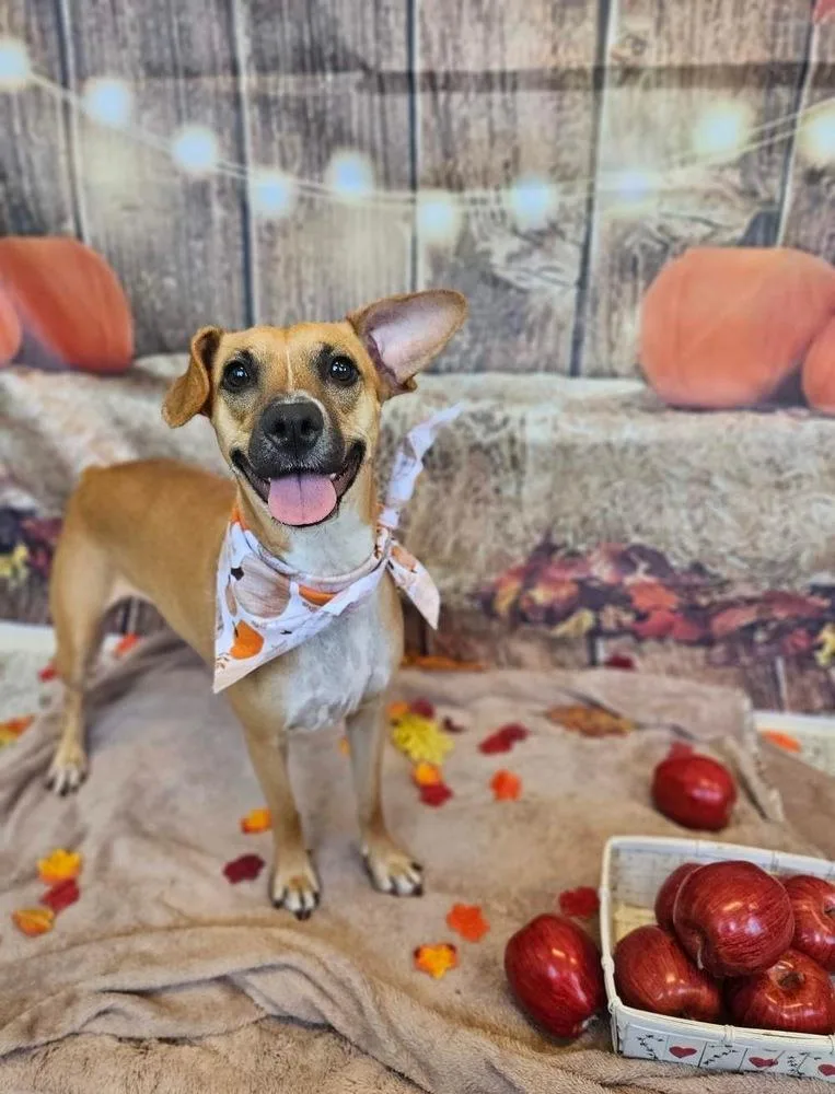 An adult small-sized female Terrier dog named Lucy for adoption in Chattanooga, TN