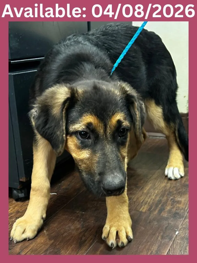 A baby medium-sized female Rottweiler dog named Dog Kennel for adoption in Greenville, TX