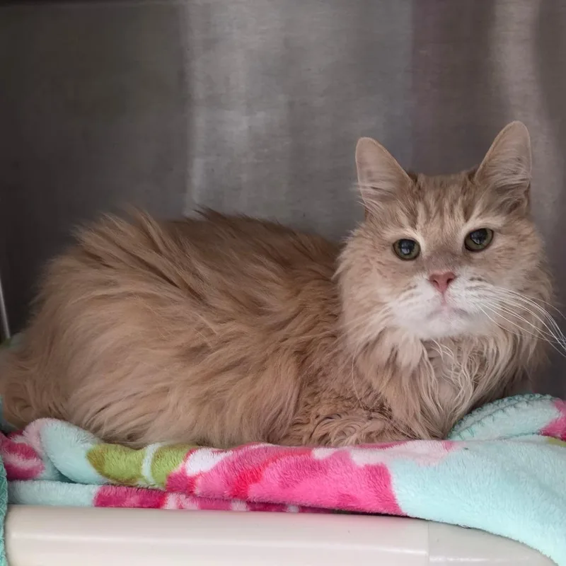 A senior extra large-sized male Buff / Tan / Fawn Domestic Long Hair cat named McMann for adoption in Fort Wayne, IN