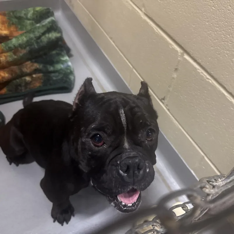 An adult small-sized female Black Mixed Breed dog named StrayWessexDrive for adoption in Columbus, GA
