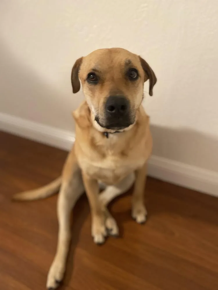 An adult large-sized female Pit Bull Terrier dog named Sunny for adoption in Pleasant Hill, CA