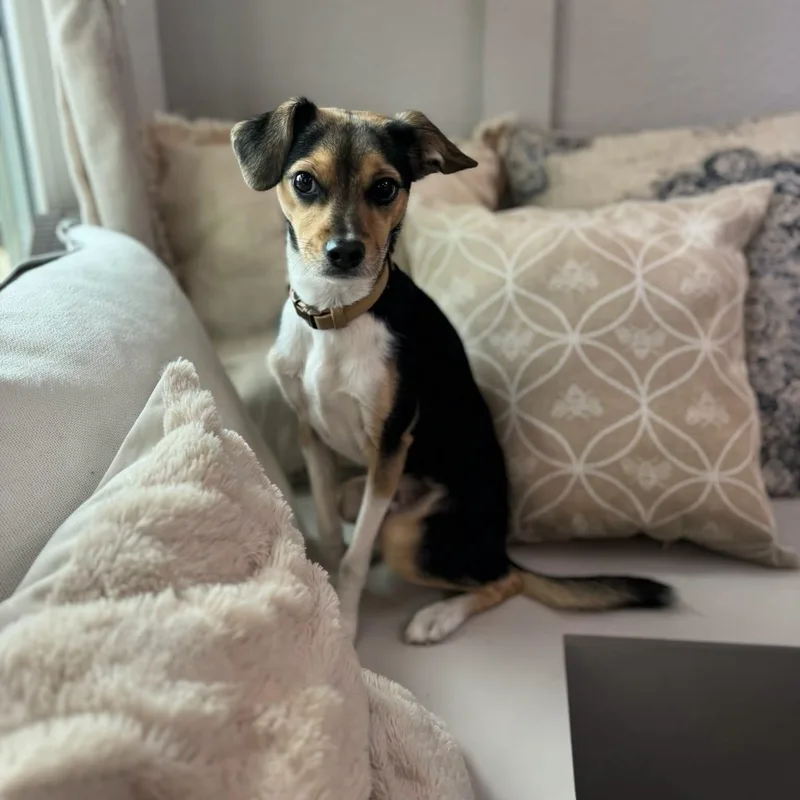 A young small-sized male Tricolor (Brown, Black, & White) Fox Terrier dog named Pepper for adoption in Williston, VT