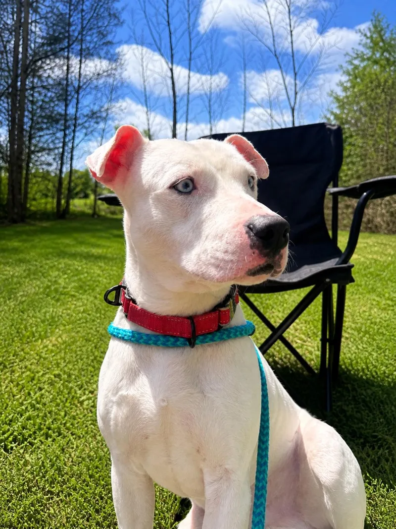 A young large-sized male White / Cream Pit Bull Terrier dog named Bentley for adoption in Dillsburg, PA