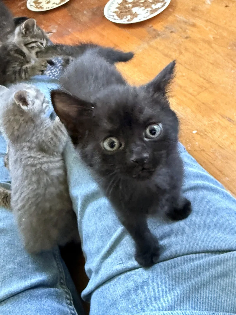 A baby medium-sized female Black Domestic Short Hair cat named Dos for adoption in Walled Lake, MI