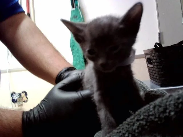 A baby small-sized female Domestic Short Hair cat named Rockette for adoption in Martinez, CA