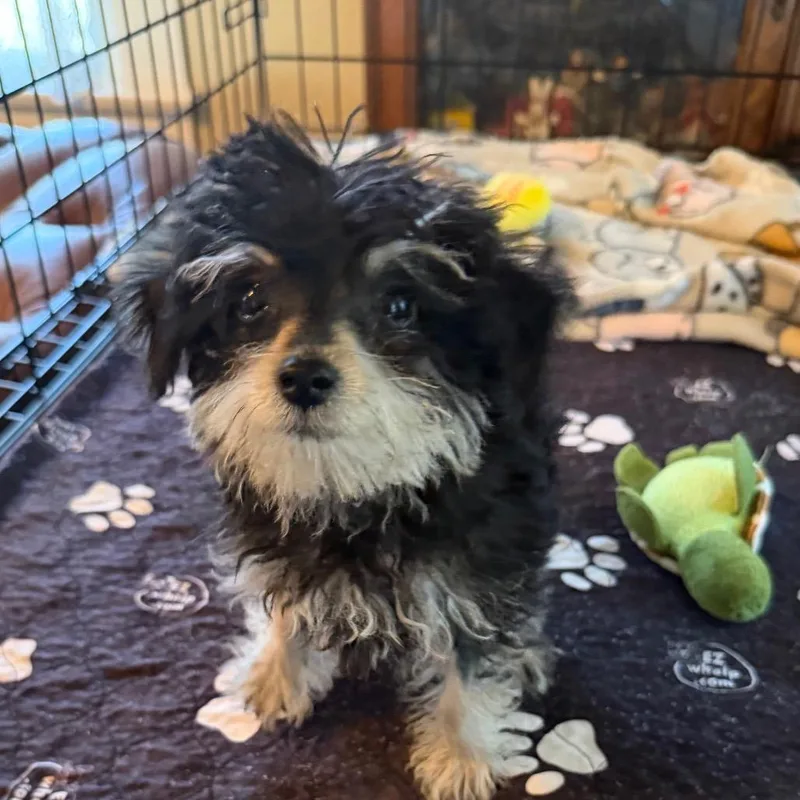 A baby small-sized male Black Miniature Schnauzer dog named Smokey for adoption in Sacramento, CA