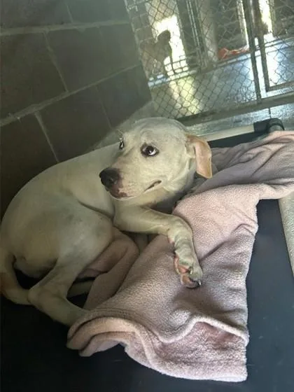 An adult medium-sized female Mixed Breed dog named Elena for adoption in Savannah, GA